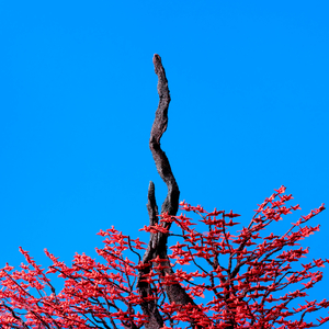 黑巨茎欧美白妞大战
